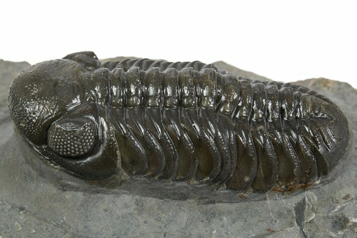 Prone Austerops Trilobite - Ofaten, Morocco #345184